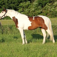 Pinto Enekær's Sambatino *Årets land og fritid hest*
