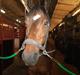 Dansk Varmblod Kasmo |MY EVERYTHING|
