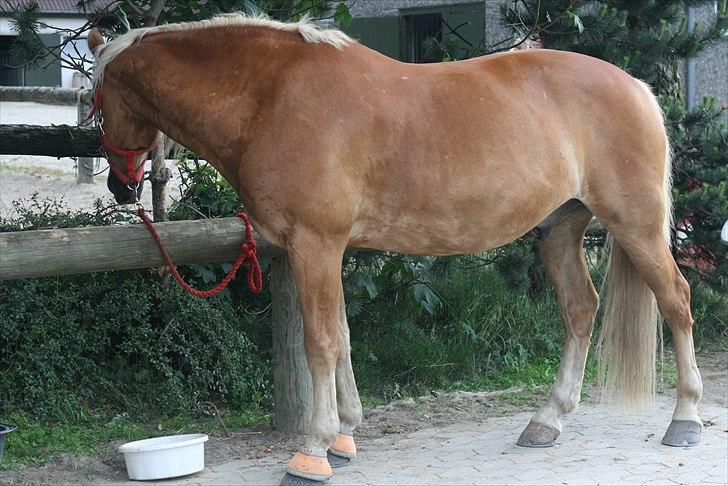 Anden særlig race Harald Blåtand [Himmelhest] - Han er pt. skadet og går på sommerfold, så han er blevet ret tyk. billede 9