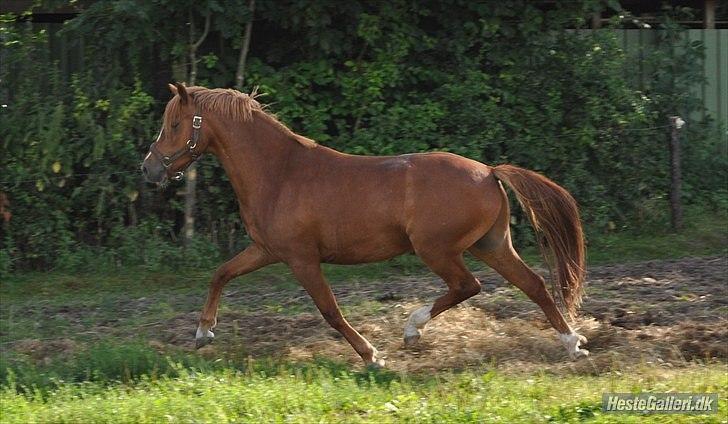 Welsh Pony (sec B) Laban billede 14