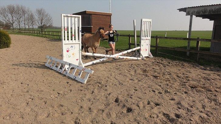 Anden særlig race Hestediscounts Perle  - Jeg springer med perle(-: billede 3