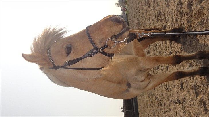 Anden særlig race Hestediscounts Perle  - Smukke pony billede 10