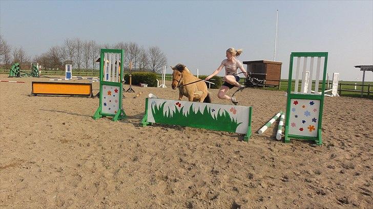 Anden særlig race Hestediscounts Perle  - Blomster spring(-: billede 11