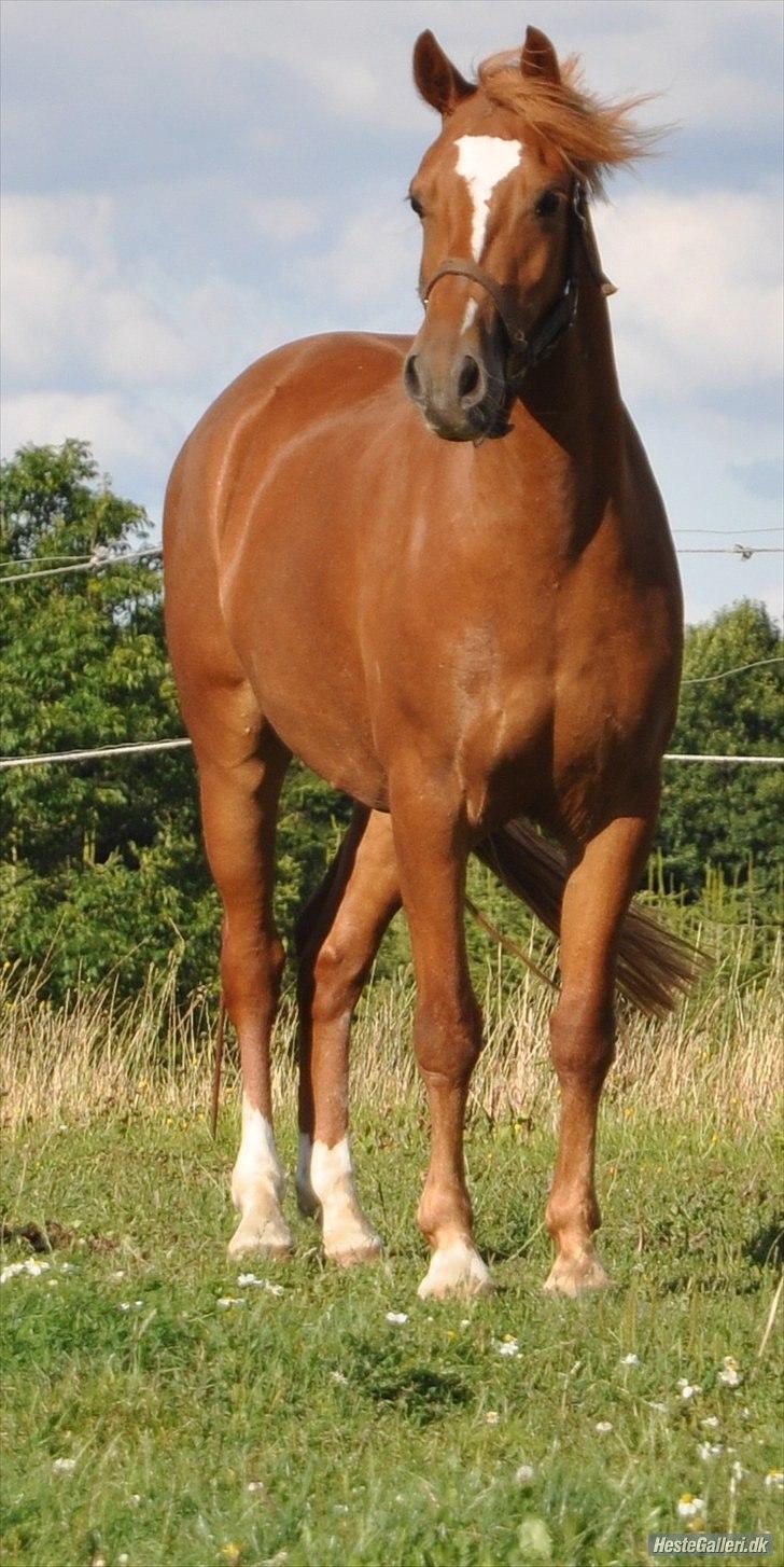 Welsh Pony (sec B) Laban - Velkommen til Lille Røds profil :) billede 1