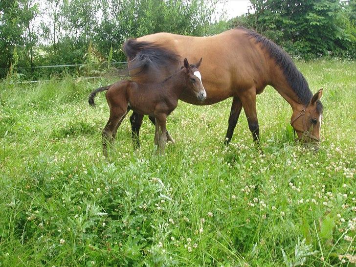 Arabisk fuldblod (OX) Mechta Solgt til opdrætteren. - Mechta med nyfødt hingsteføl. 27/6 11 billede 13