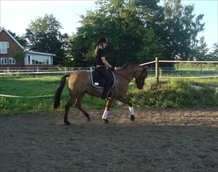 Anden særlig race  | Isabella * min skat :') SOLGT - Træning d. 27/6 :) <3  billede 8