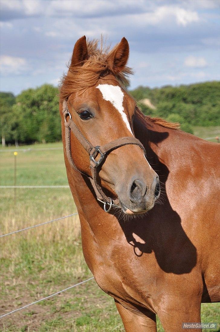Welsh Pony (sec B) Laban billede 16