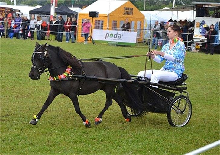Amerikansk Miniature Candyland Southern Secret - Jet og jeg til det Østjyske Fællesskue, hvor vi kørte opvisning med DMHF showteam.  billede 19