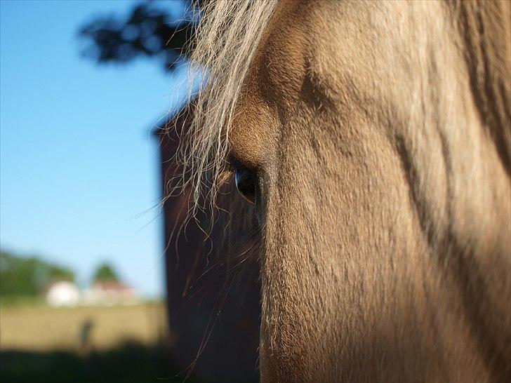 Fjordhest Landevejens Pandora billede 19