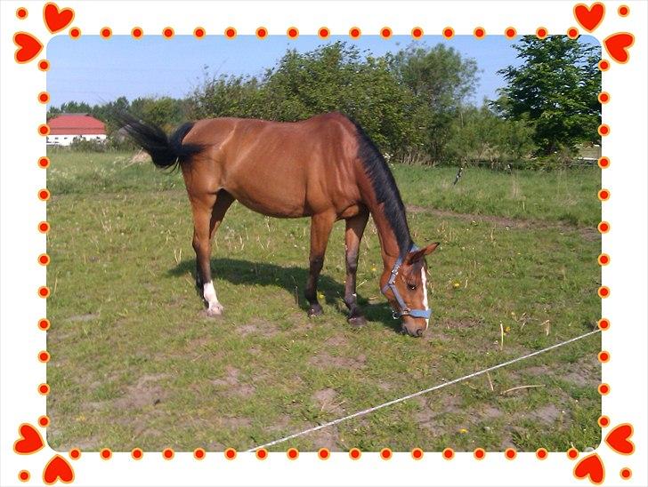 Dansk Varmblod Victoria Brunshøj - En dejlig dag på marken :-) billede 1