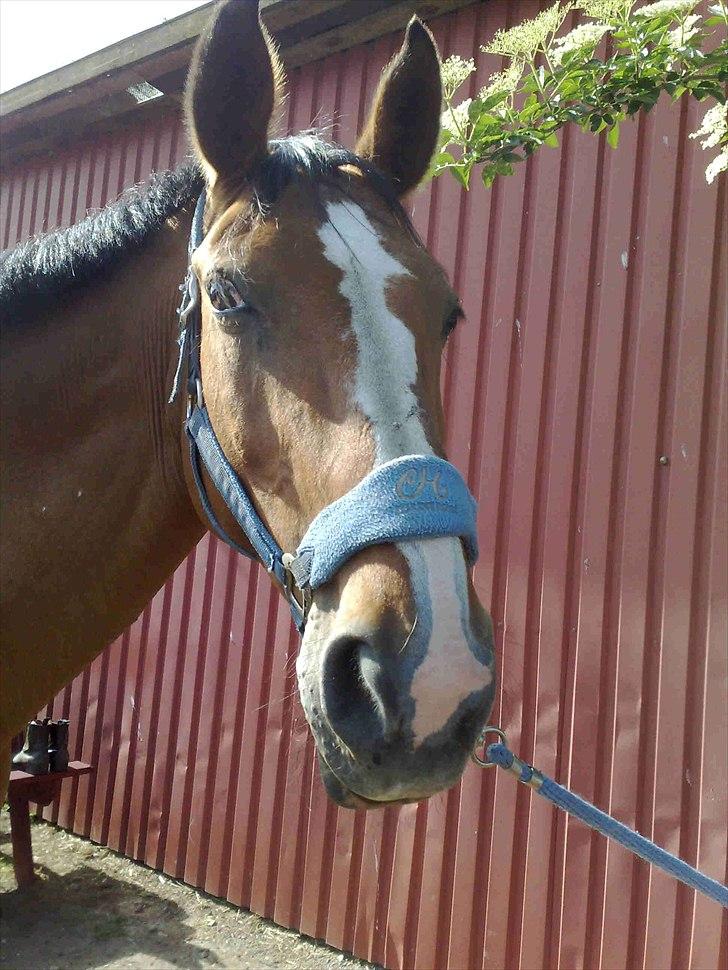 Dansk Varmblod Victoria Brunshøj - Victoria Brunshøj :-) billede 2