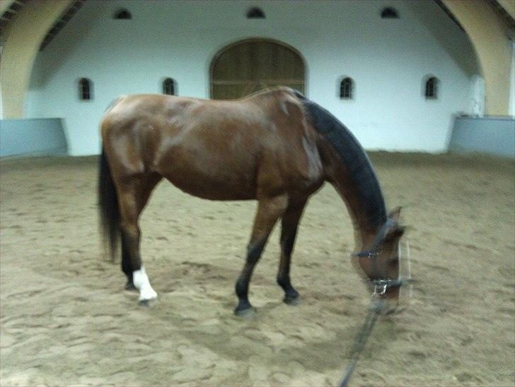 Dansk Varmblod Victoria Brunshøj - Bare jeg nu kan finde et godt sted at rulle mig :-) billede 3