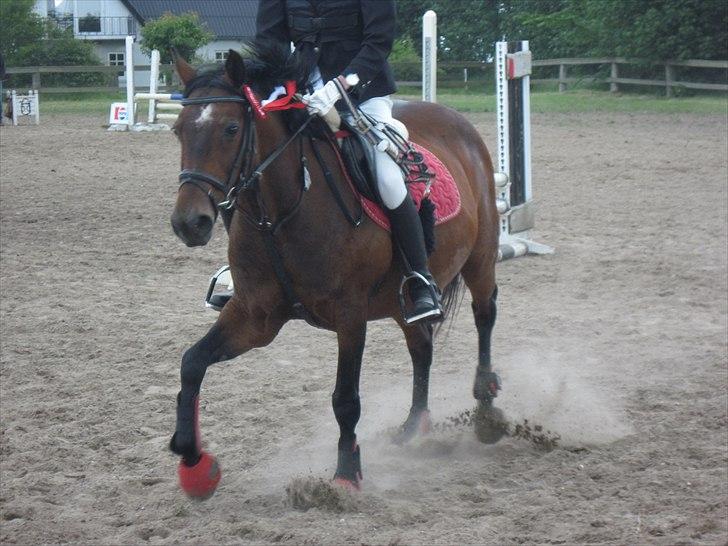 Anden særlig race Hedegårds Lucy - Stævne d. 18.+19/6-11. Vinder af Ld'en! Foto: Anne L.   -Always remember no matter where you go, there you are. billede 14