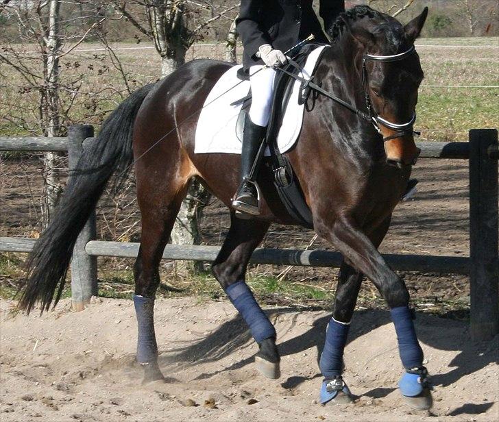 Anden særlig race Casino Royale(Black Star) - Babys første stævne. Her tilredet ca. 3 mdr.  billede 8