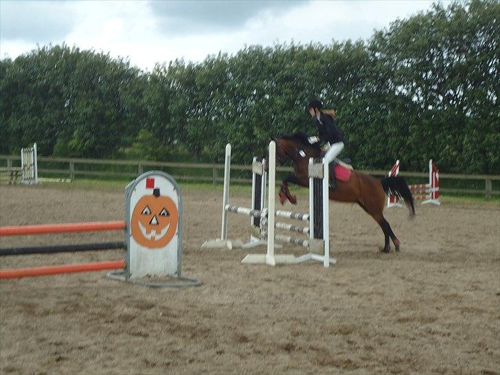 Anden særlig race Hedegårds Lucy - VHRKstævne d. 18+19/6-11. Hér i en LD eller LC. -Foto: Far.   -Hold a true friend with both your hands billede 16
