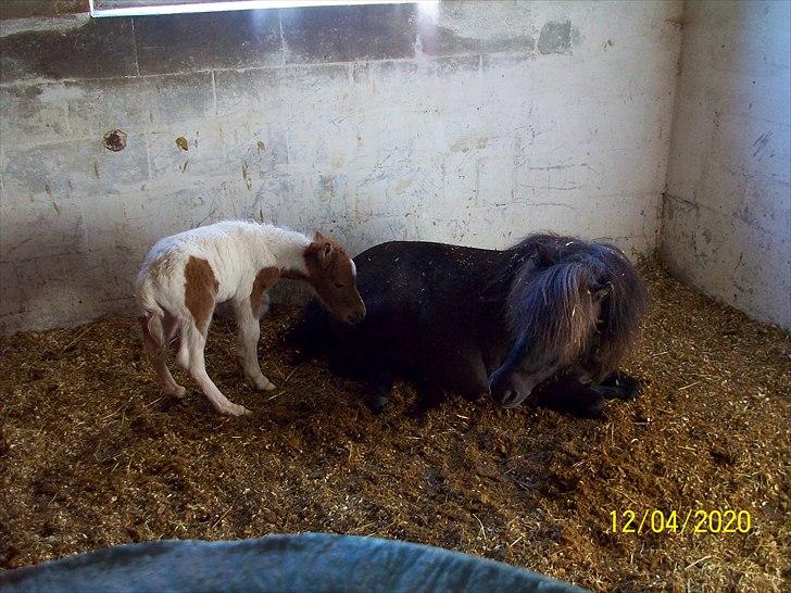 Dansk Miniature Bjørnsmindes Theodor billede 5