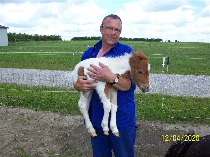 Dansk Miniature Bjørnsmindes Theodor billede 6