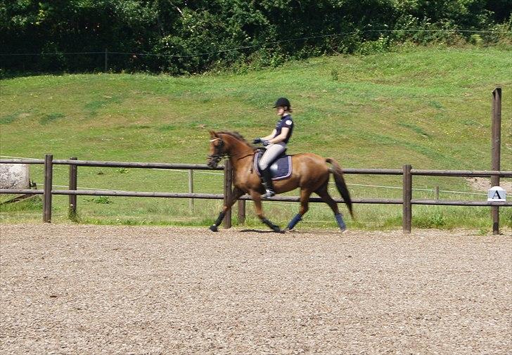 Tysk Sportspony Santa Fee SOLGT billede 13