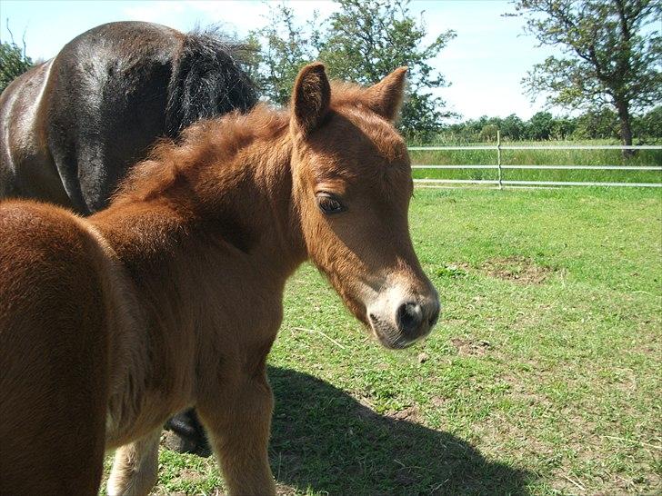 Anden særlig race Vaseli's Born Quite Easy - På marken
*Foto:Mig* billede 3