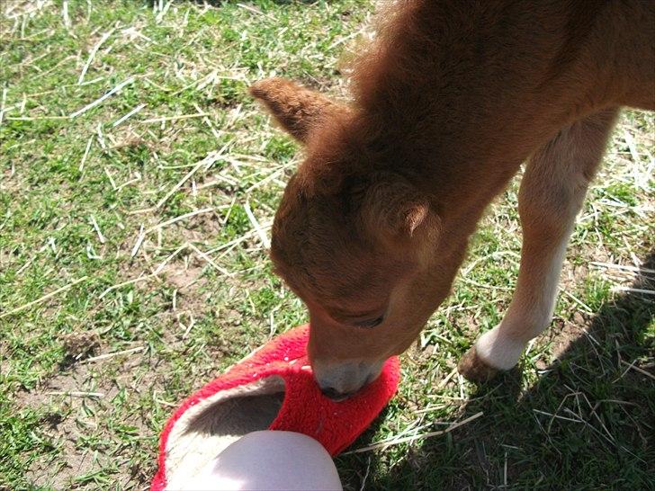 Anden særlig race Vaseli's Born Quite Easy - Envy og en "sko"
*Foto:Mig* billede 12