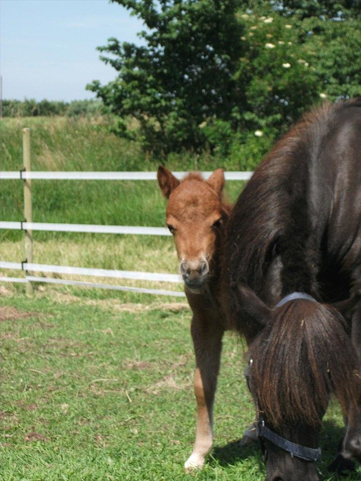 Anden særlig race Vaseli's Born Quite Easy billede 16