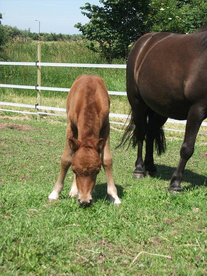 Anden særlig race Vaseli's Born Quite Easy billede 17
