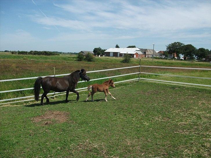 Anden særlig race Vaseli's Born Quite Easy billede 18