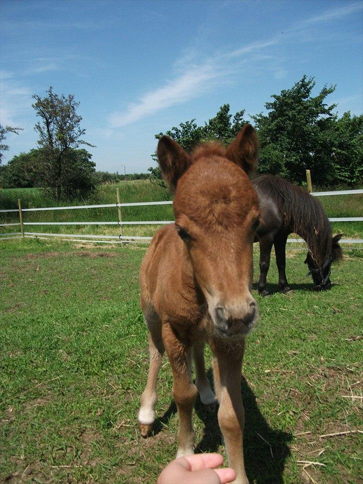 Anden særlig race Vaseli's Born Quite Easy - På marken :D
*Foto:mig* billede 7