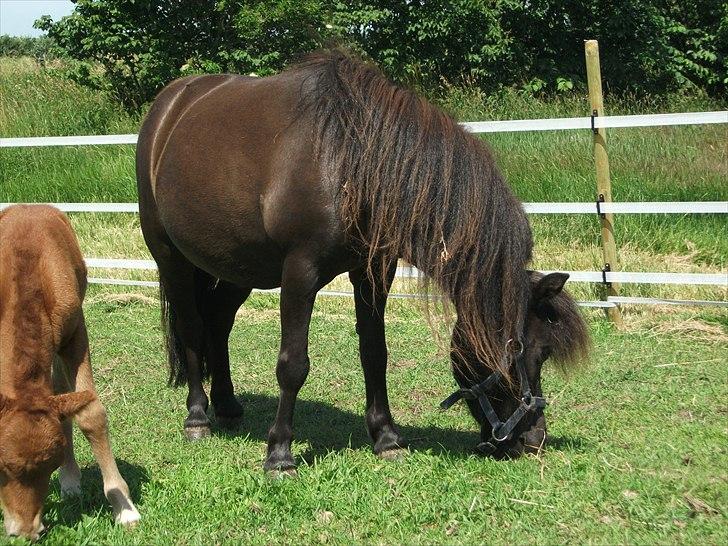 Dansk Miniature Vaseli´s Black Velvet billede 10