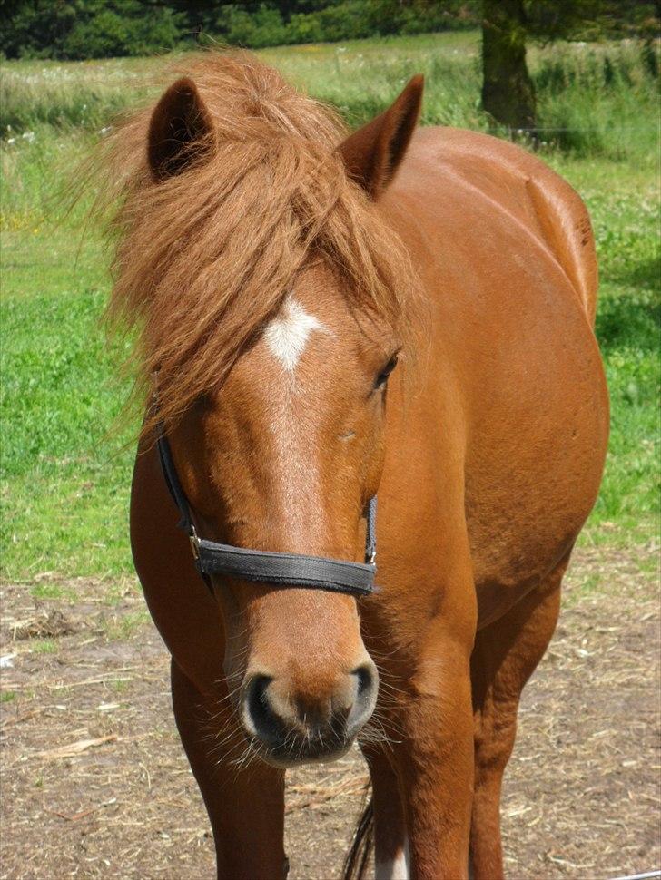 Anden særlig race Aslan billede 6