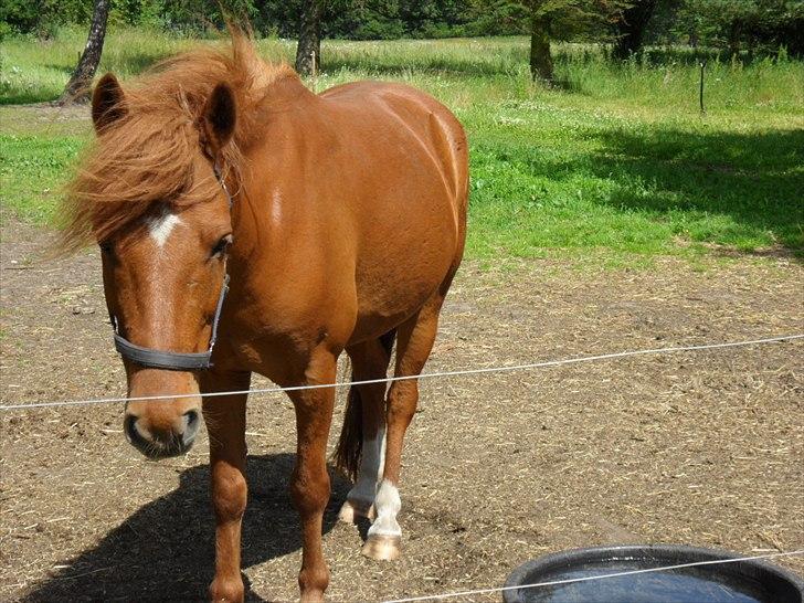 Anden særlig race Aslan billede 7