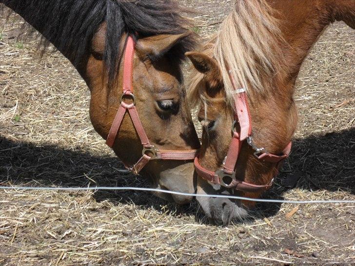 Anden særlig race Mia - Mor & datter <3 (Mia og Fiona) billede 4