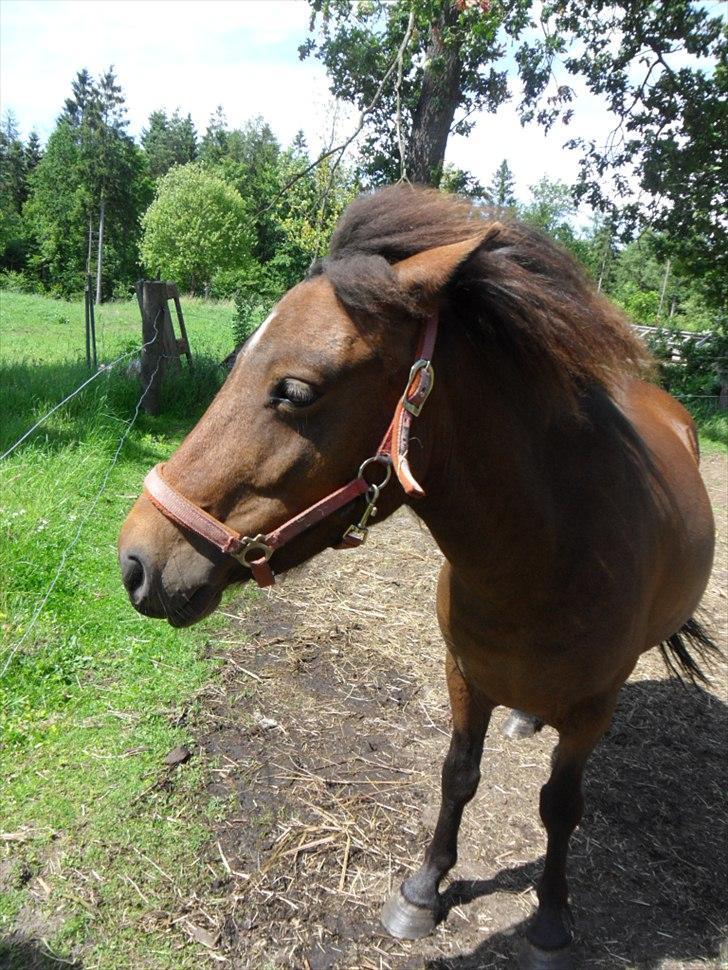 Anden særlig race Mia billede 6