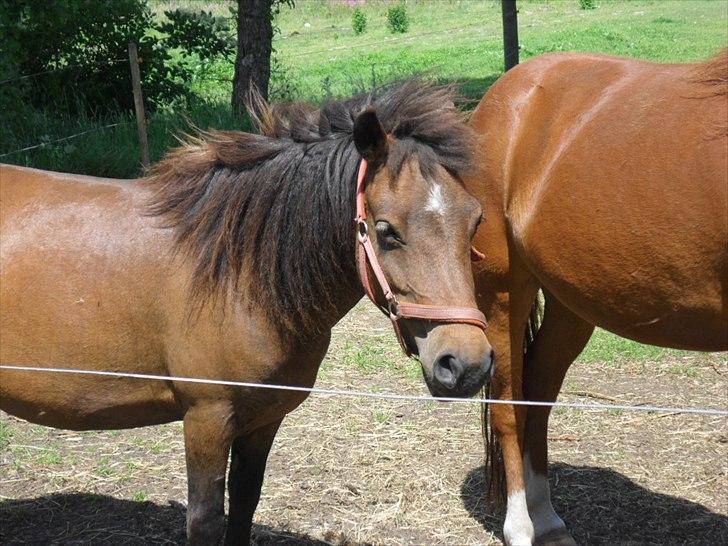 Anden særlig race Mia billede 5