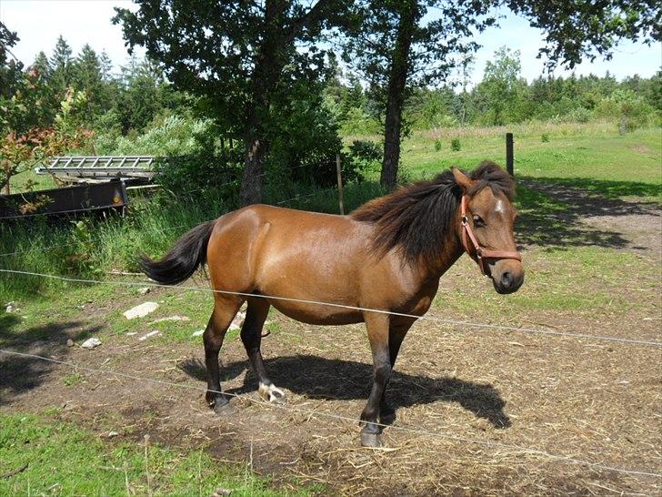 Anden særlig race Mia billede 7