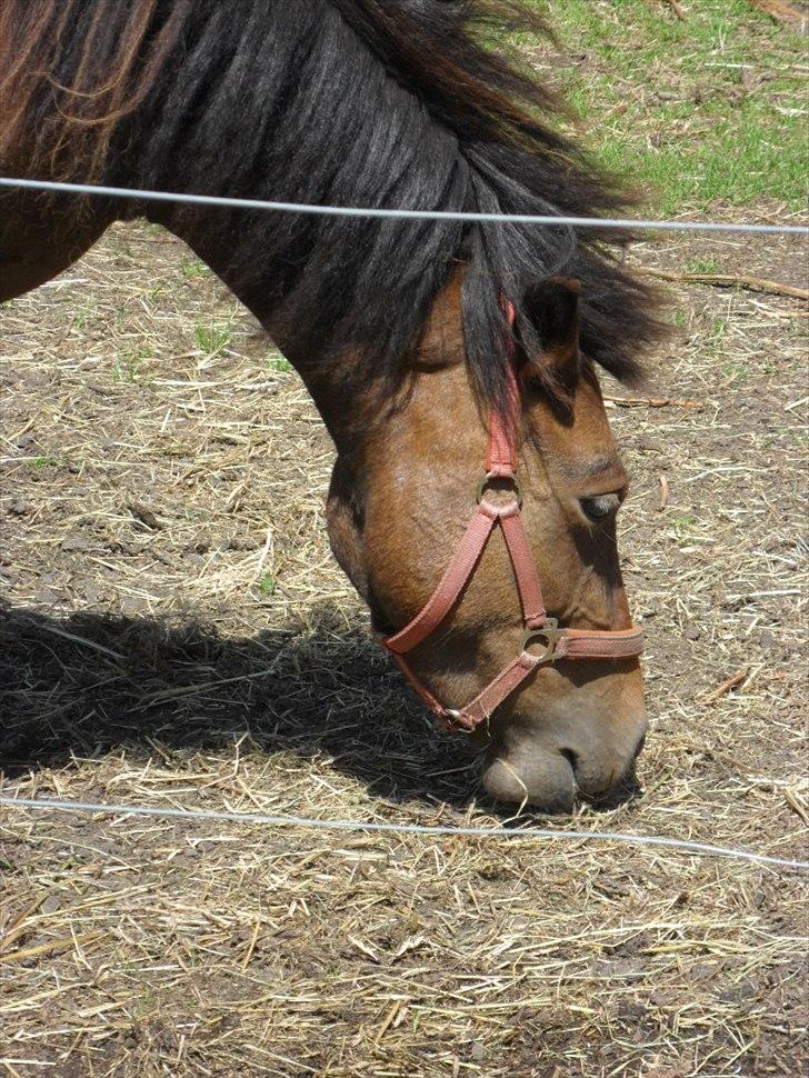 Anden særlig race Mia - Taget den 28-6 Velkommen til Mias profil :D billede 3