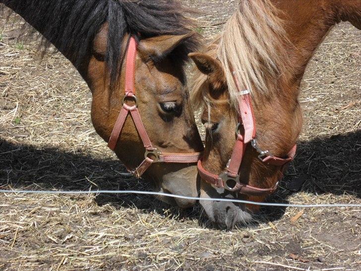 Anden særlig race Fiona - Mor & datter <3 (Mia og Fiona) billede 8