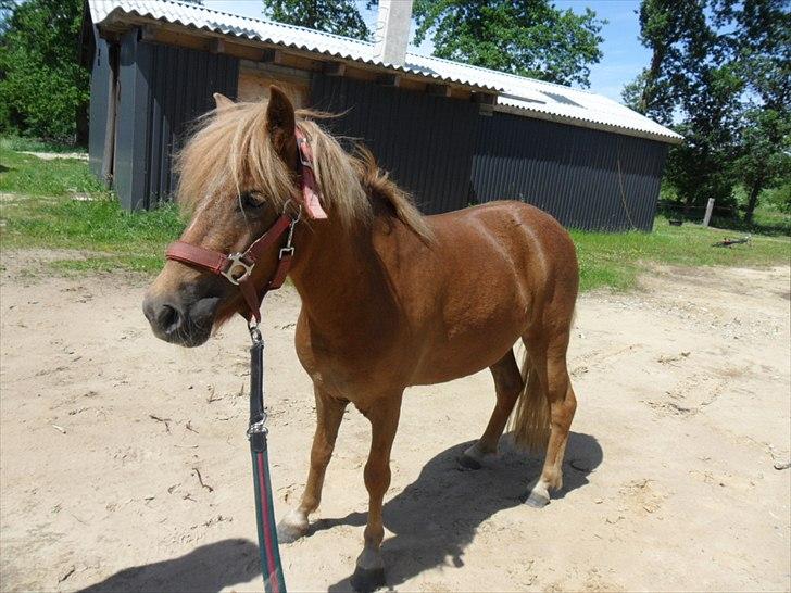 Anden særlig race Fiona billede 5