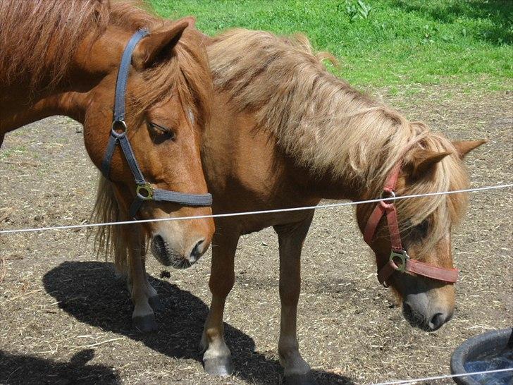 Anden særlig race Fiona - Aslan og Fiona :D billede 6