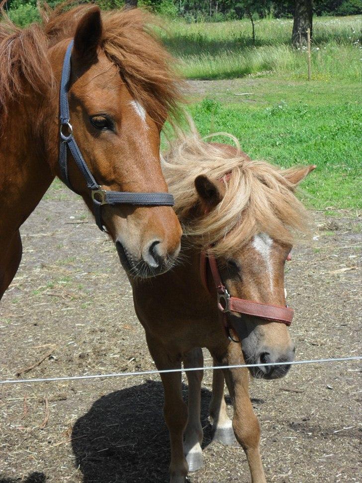 Anden særlig race Fiona - Aslan og Fiona billede 7