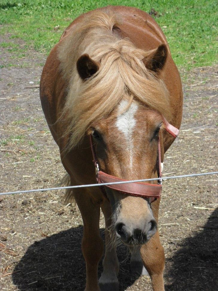 Anden særlig race Fiona - Taget den 28-8-2011 Velkommen til Fionas profil :D billede 4