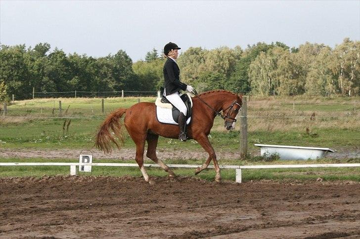 DSP Gucci Rush <3 - Ligner lidt den skal til at bukke :p men  bare galop (: billede 19