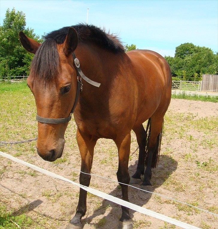 Pinto Nyøstergaards Malou - Efter første endte tur ud-det var lige noget, man kunne bruge:0) billede 2