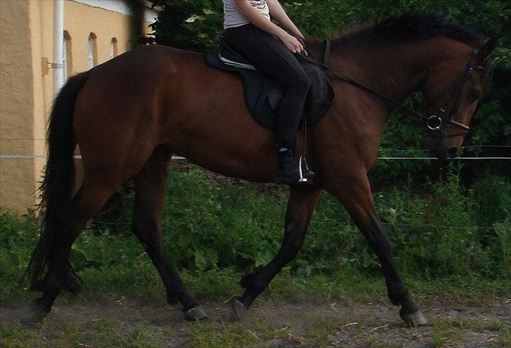 Pinto Nyøstergaards Malou - Malou traver med rytter for 5. gang billede 3