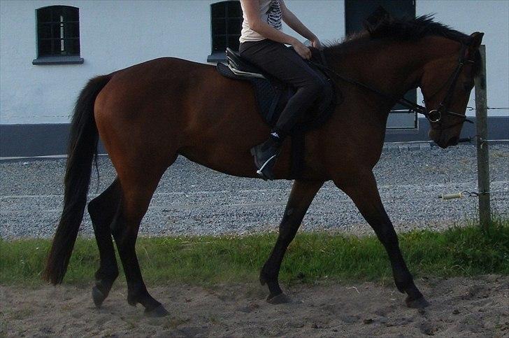 Pinto Nyøstergaards Malou - Malou traver med rytter for 5. gang billede 4