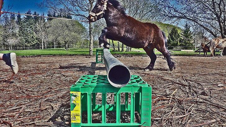 Shetlænder Lucky billede 9