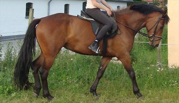 Pinto Nyøstergaards Malou - Første gang Katrine arbejder med Malou for til i skridt billede 5