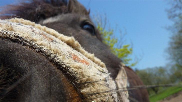 Shetlænder Lucky billede 10