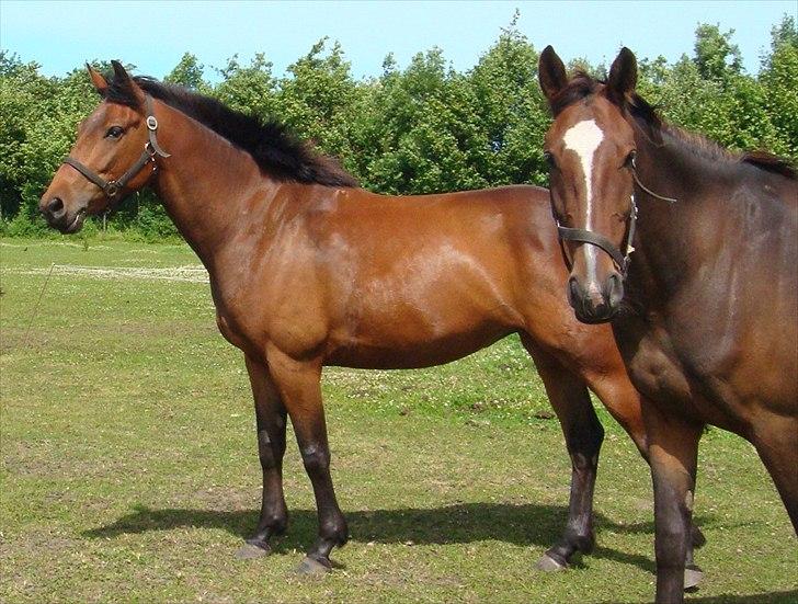 Pinto Nyøstergaards Malou - Igen Malou og Chili billede 7