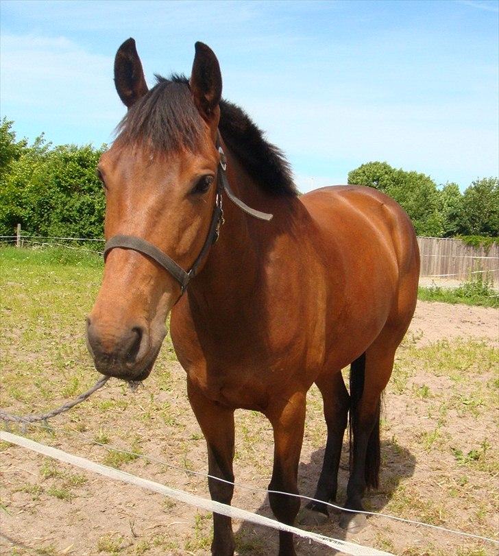 Pinto Nyøstergaards Malou billede 8